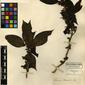 Herbarium Specimen Image